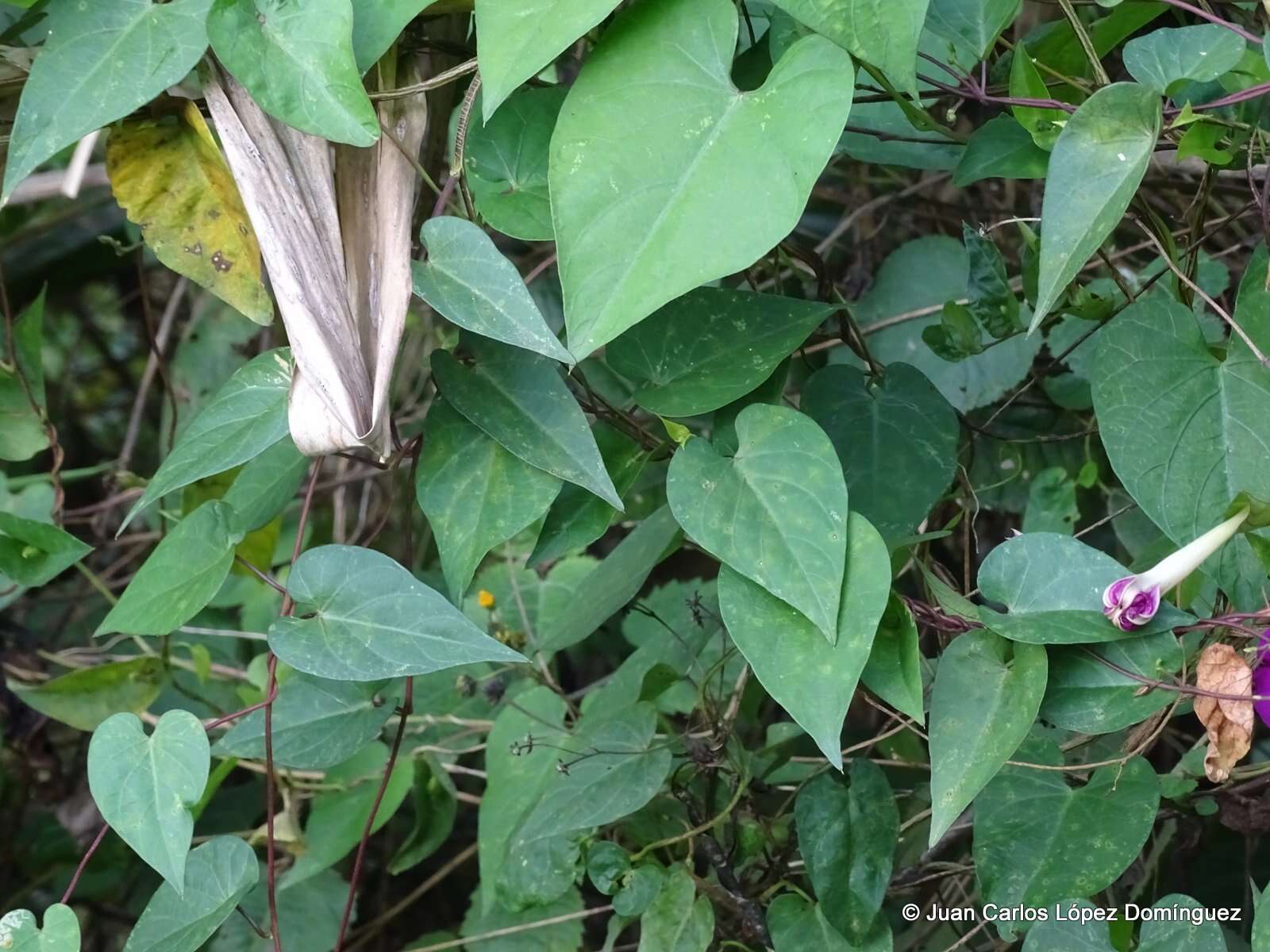 Слика од Ipomoea purga (Wender.) Hayne