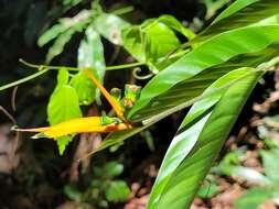 Image of Heliconia hirsuta L. fil.