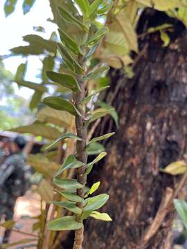 Image of Dendrobium ellipsophyllum Tang & F. T. Wang