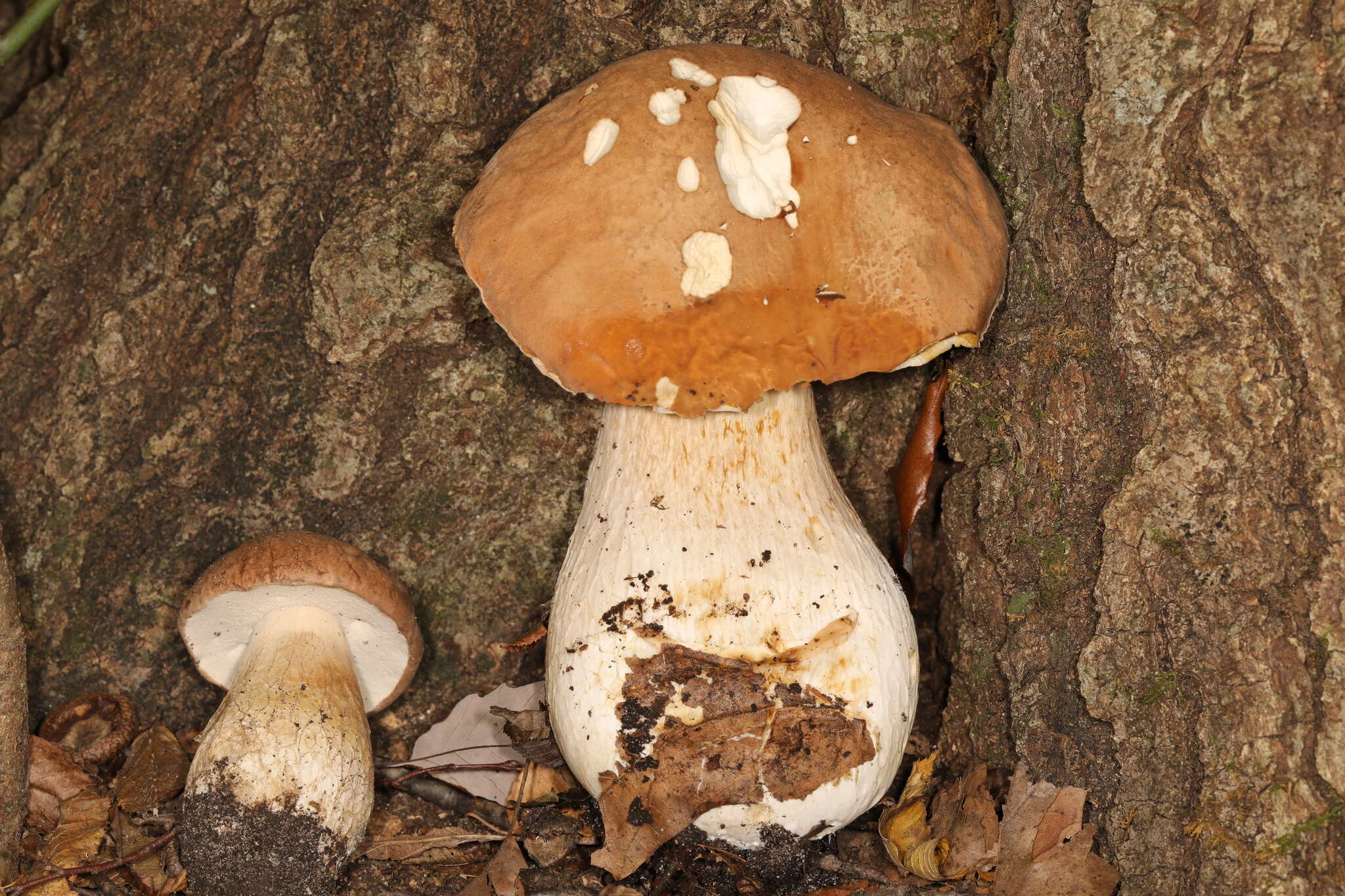 Imagem de Boletus nobilissimus Both & R. Riedel 2000