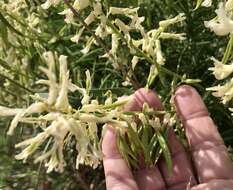 Imagem de Astragalus racemosus Pursh