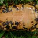 Image of Western hinge-back tortoise