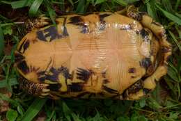 Image of Western hinge-back tortoise