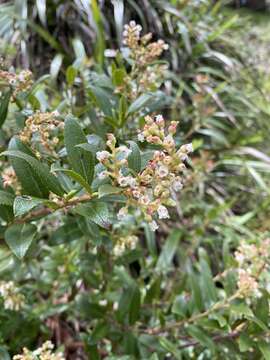 Image de Gaultheria appressa A. W. Hill