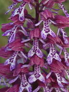 Image de Orchis hybrida (Lindl.) Boenn. ex Rchb.