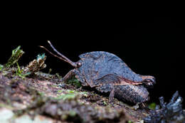 Image of Hyperyboella orphania Günther & K. 1938