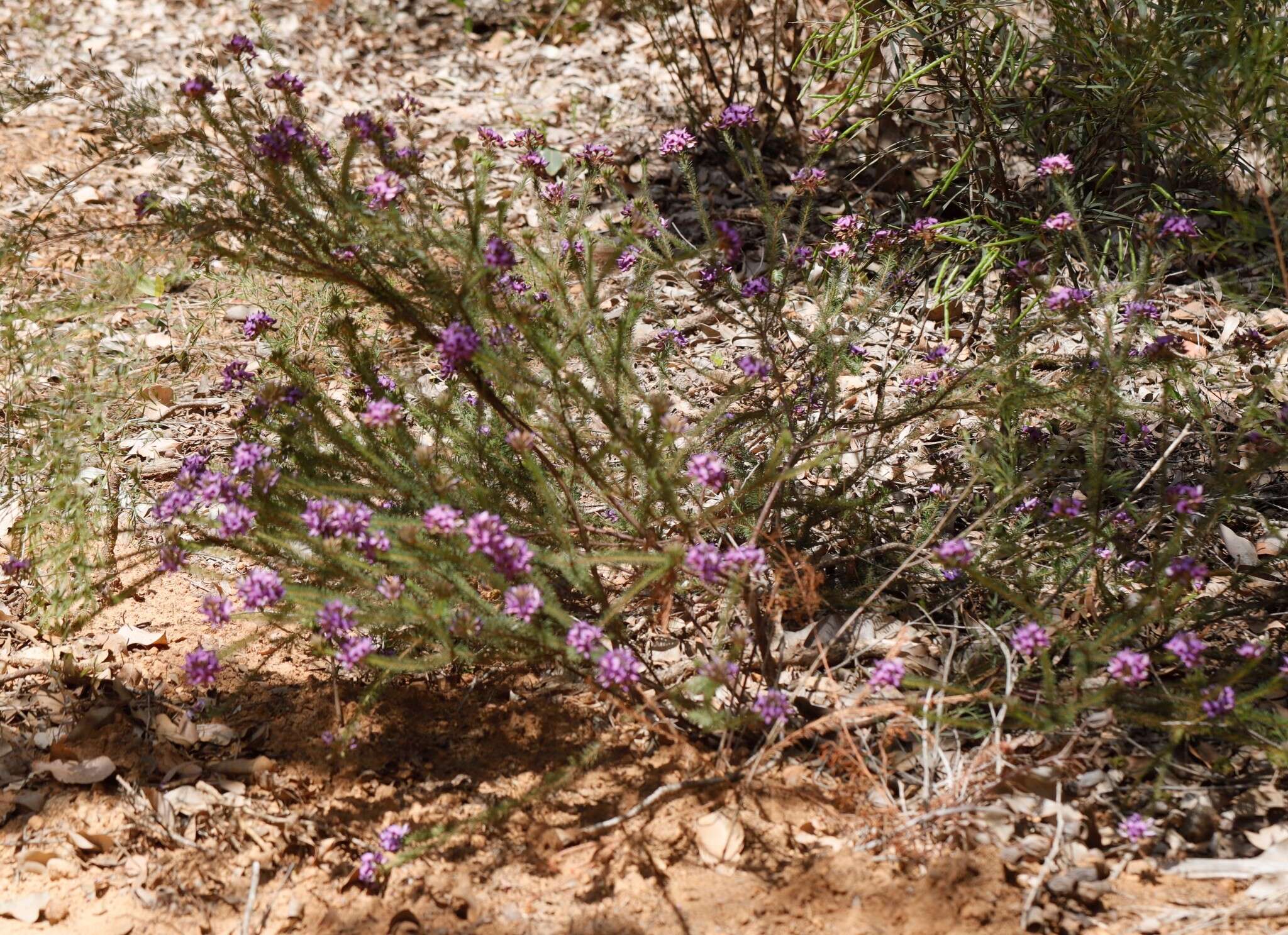 Image of Gompholobium confertum (DC.) Crisp