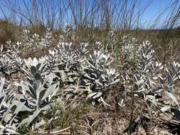 Image of Senecio crassiflorus (Poir.) DC.