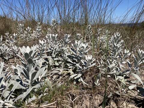 Image de Senecio crassiflorus (Poir.) DC.