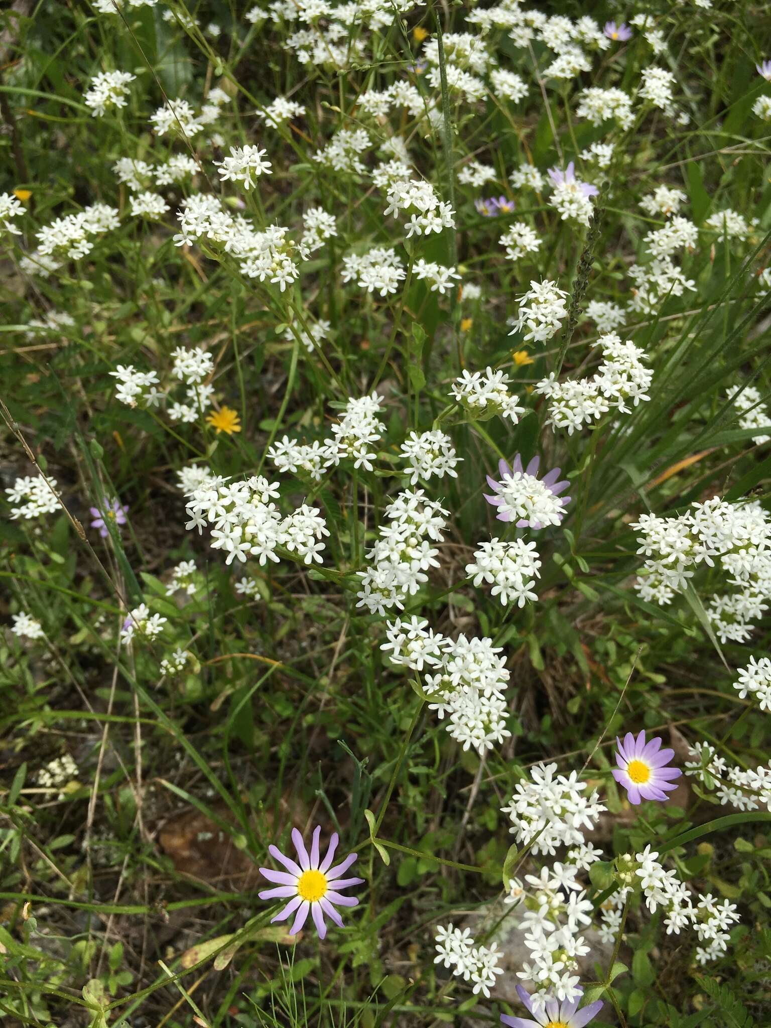 Plancia ëd Valerianella nuttallii (Torr. & Gray) Walp.