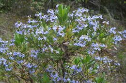 Image of Scaevola nitida R. Br.