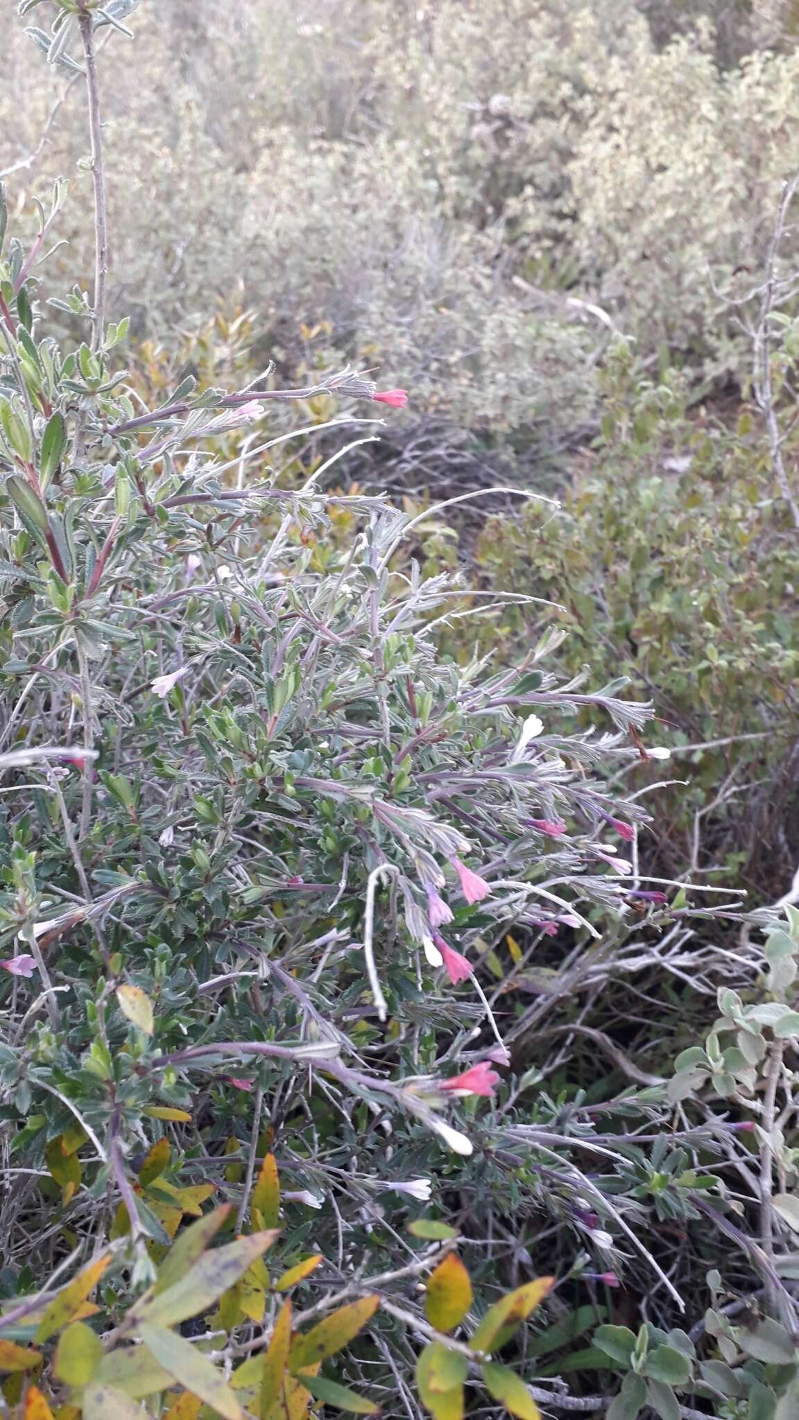 Lithodora hispidula (Sm.) Griseb. resmi