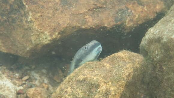 صورة Sicyopterus longifilis de Beaufort 1912