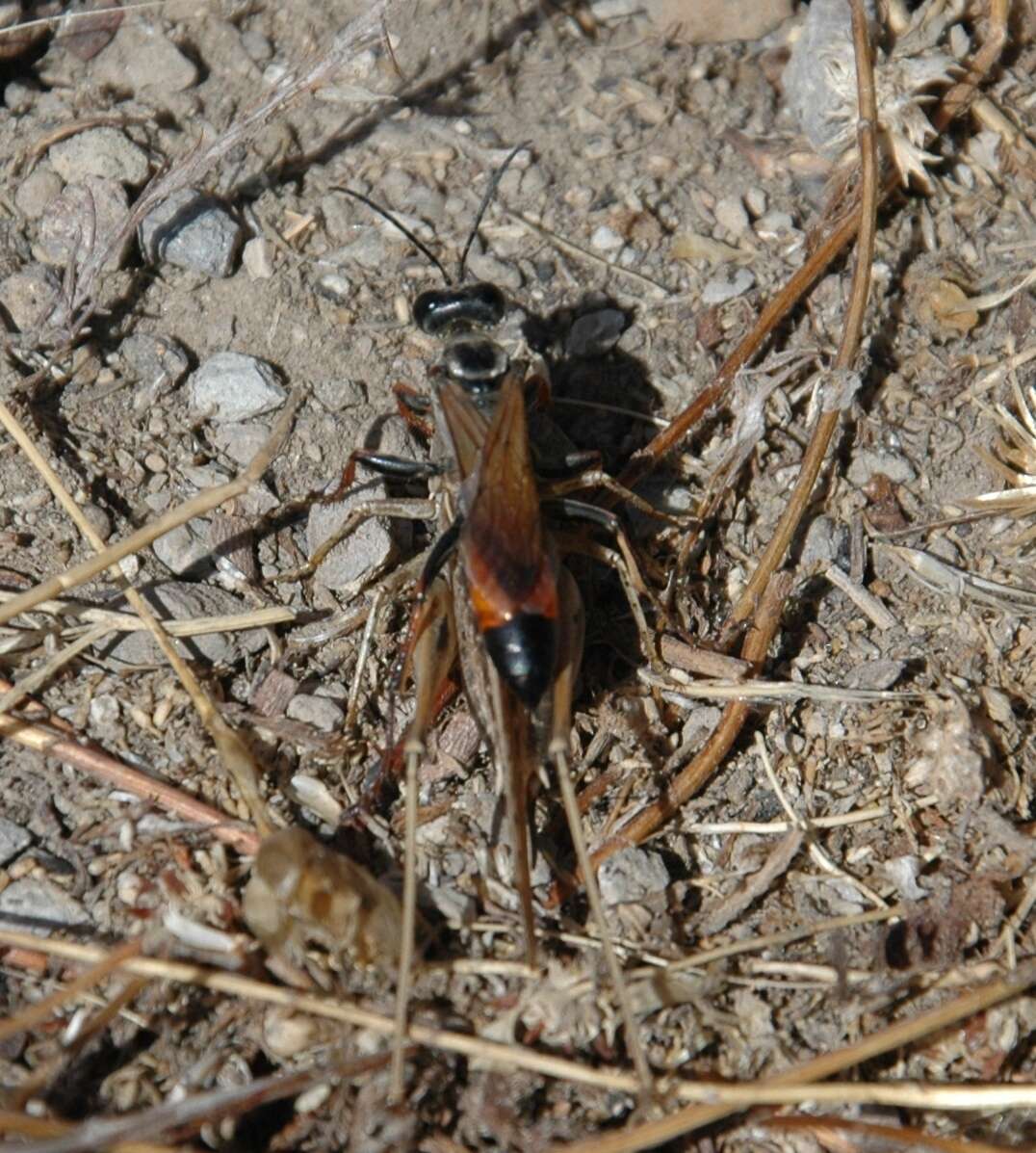 Image of Sphex flavipennis Fabricius 1793