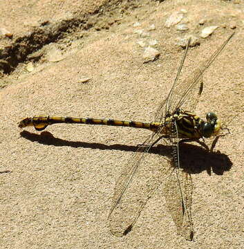 Imagem de Ceratogomphus triceraticus Balinsky 1963