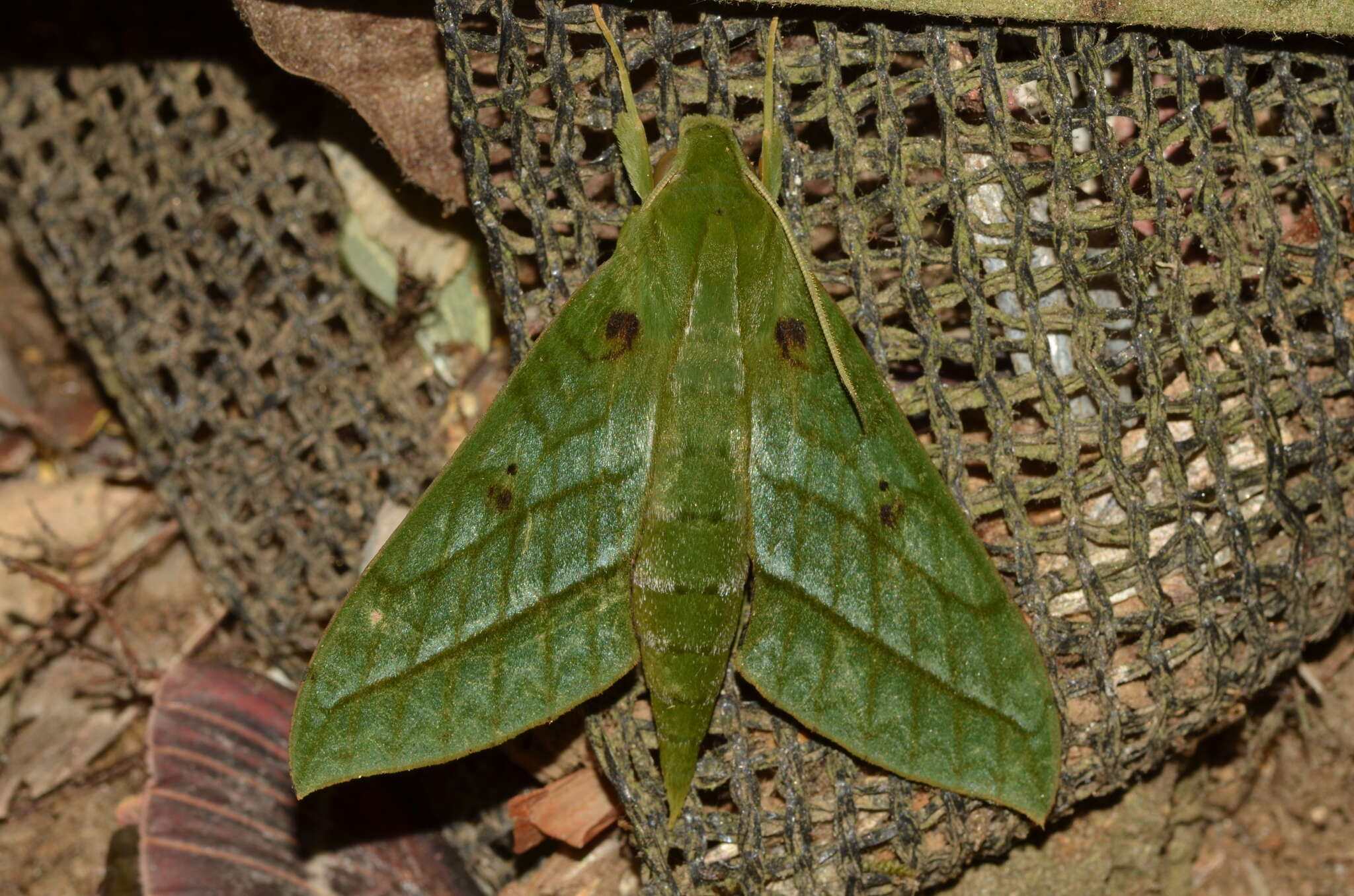 صورة Xylophanes mirabilis Clark 1916