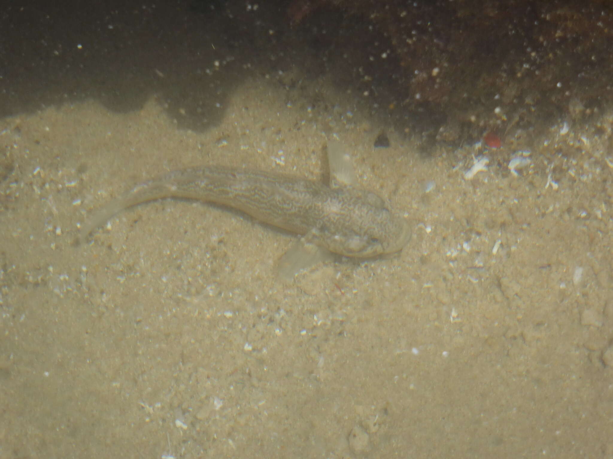 صورة Psammogobius knysnaensis Smith 1935