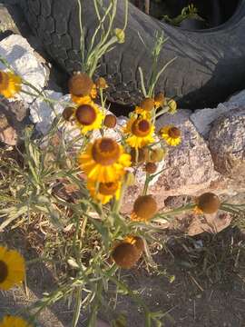 Helenium mexicanum Kunth resmi