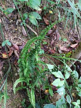 Image of Lindsaea orbiculata (Lam.) Mett. ex Kuhn