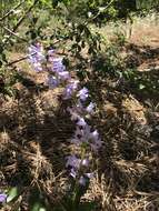 Image of blue penstemon