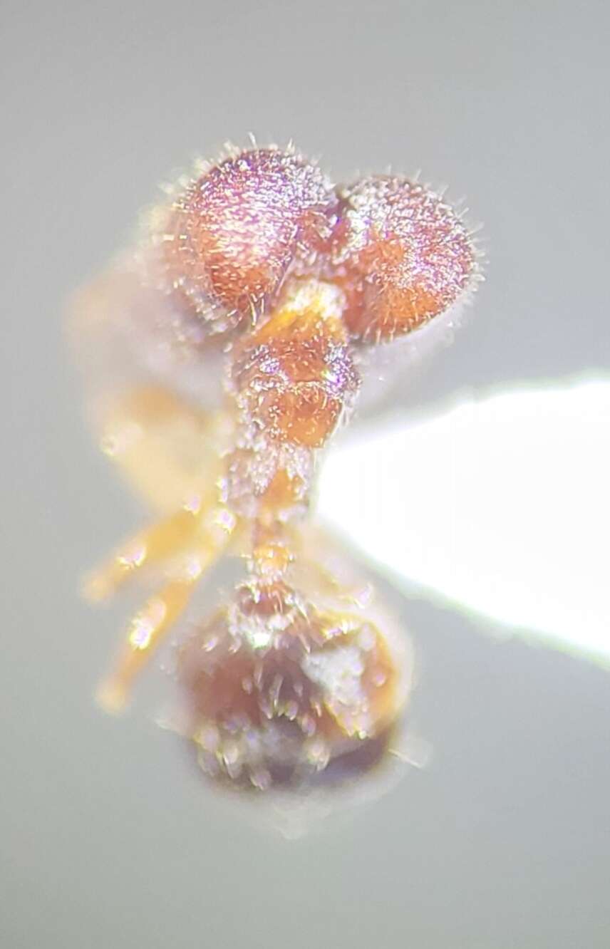 Image de Pheidole tepicana Pergande 1896