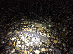 Image of Barred Tiger Salamander