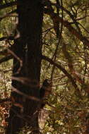 Image of Spotted Owl