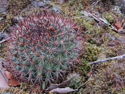 Image of Mammillaria rhodantha subsp. fera-rubra (F. Schmoll ex R. T. Craig) D. R. Hunt