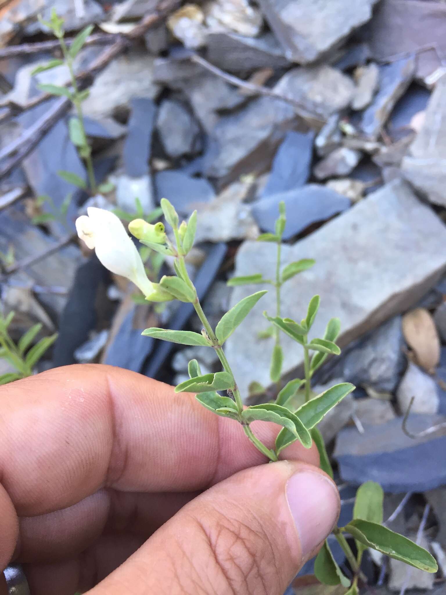 Sivun Scutellaria californica A. Gray kuva