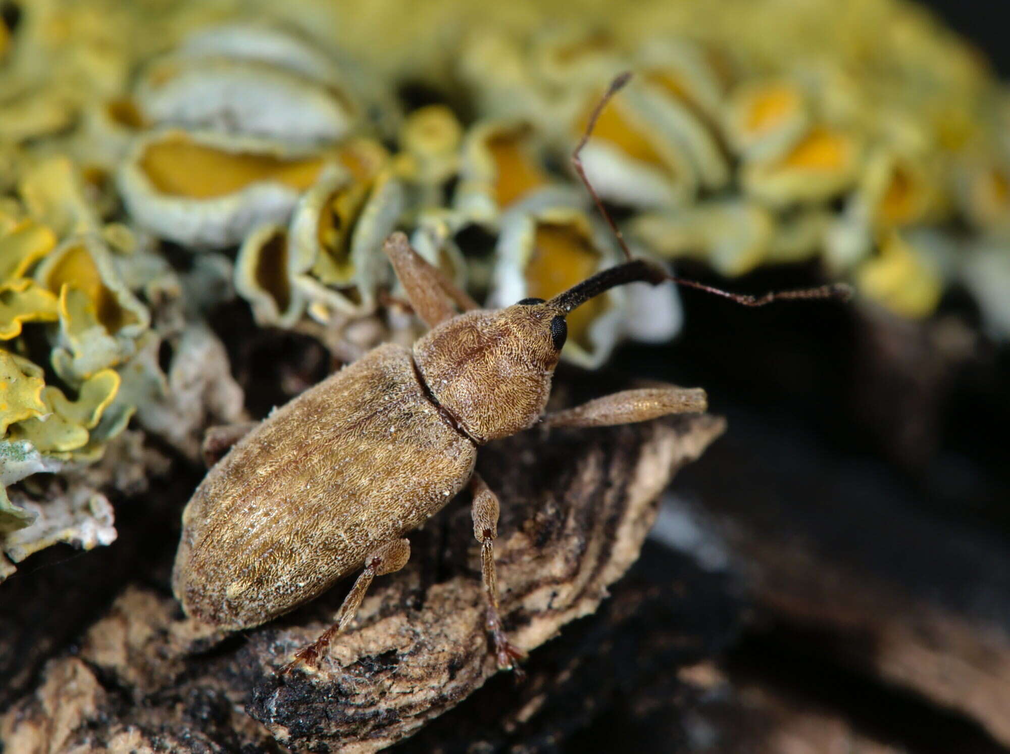 Image of Dorytomus longimanus (Forster & J. R. 1771)