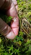 Image of Bog Cranberry