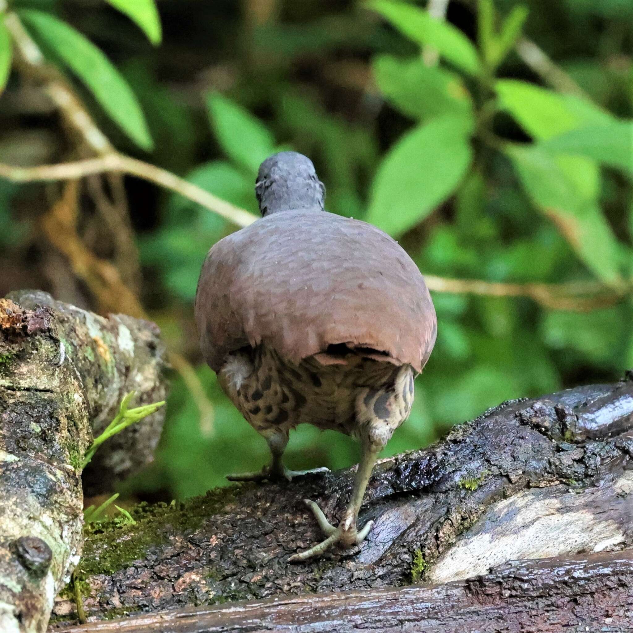 Plancia ëd Crypturellus obsoletus (Temminck 1815)