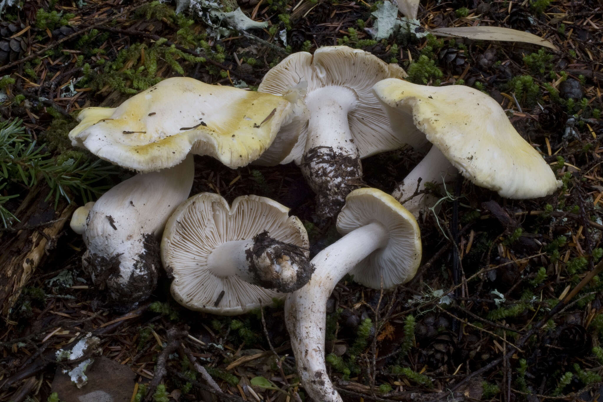 Image of Tricholoma arvernense Bon 1976