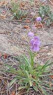 Image of Upright Blue Beardtongue