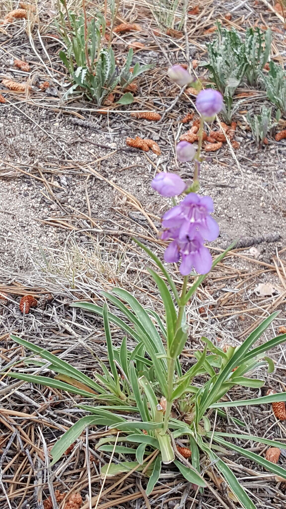 Image of Upright Blue Beardtongue