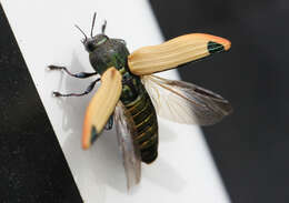 Image of Castiarina fossoria (Carter 1927)