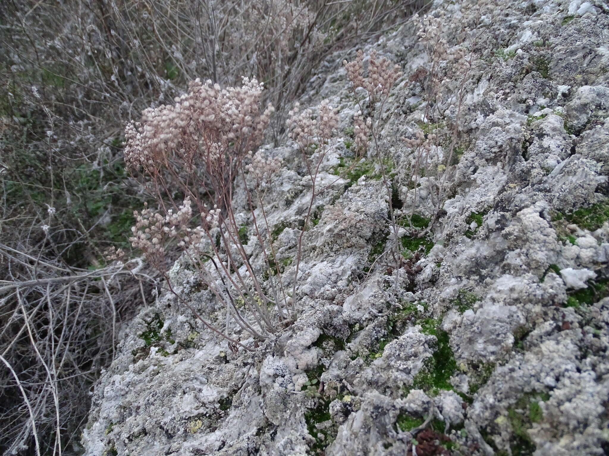 Image of Sedum gypsicola Boiss. & Reuter