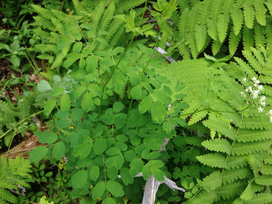 Sivun Thalictrum pubescens Pursh kuva