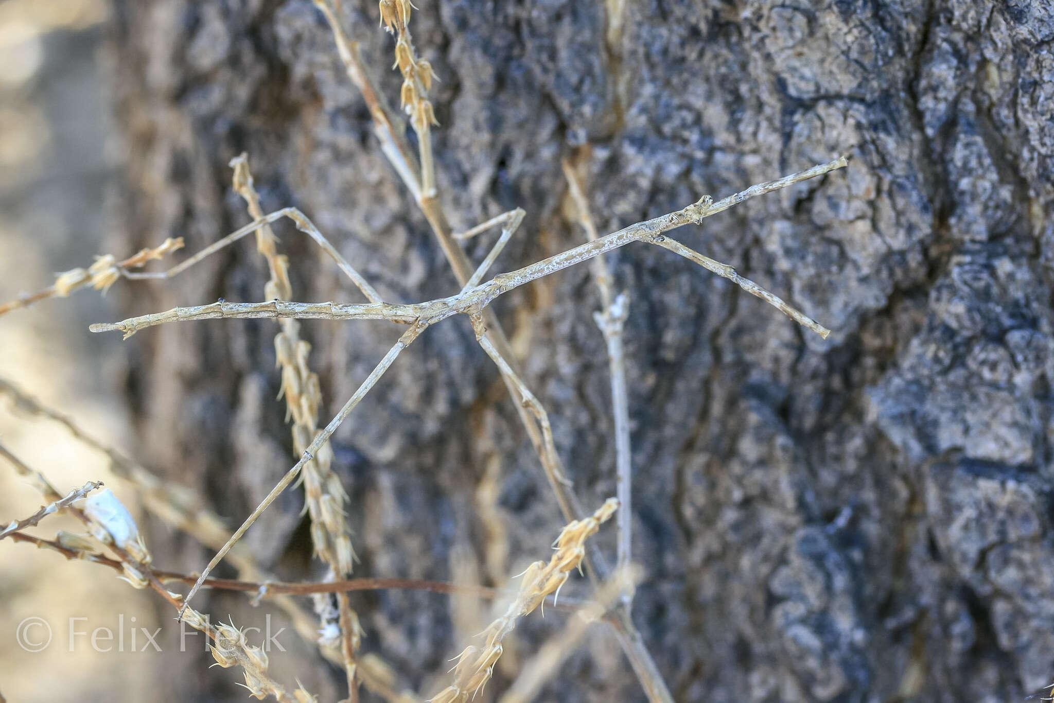 Слика од Austrovates variegata Sjostedt 1918