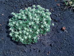 Plancia ëd Artemisia glomerata Ledeb.