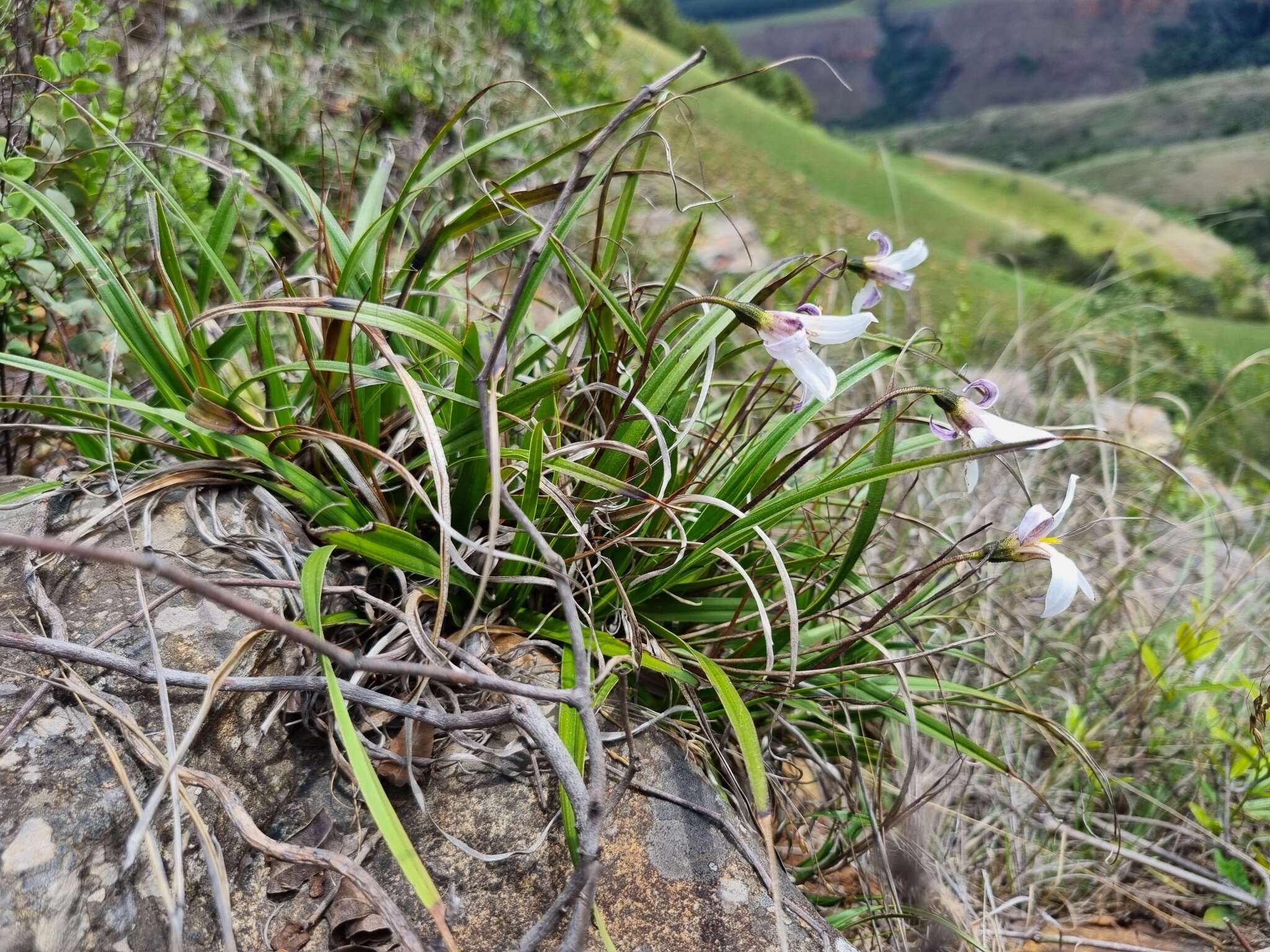 Image of Xerophyta schlechteri (Baker) N. L. Menezes