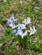 Image of Scilla rosenii K. Koch