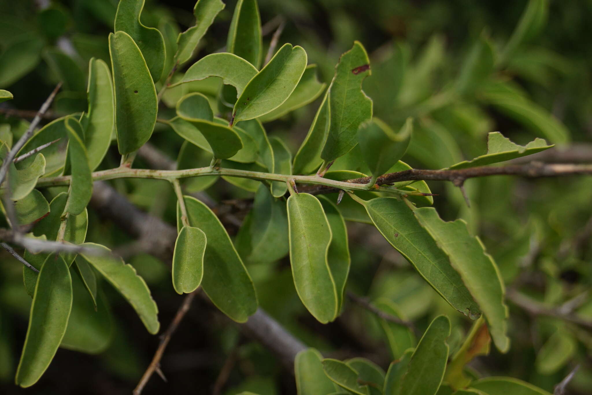 Image of Blue sourplum