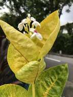 Pseuderanthemum maculatum (Lodd.) I. M. Turner resmi