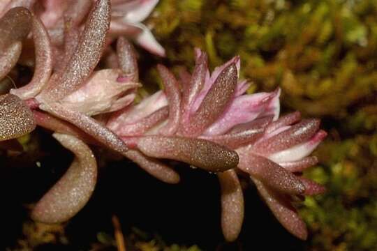 Image of Sedum goldmanii (Rose) Reid Moran