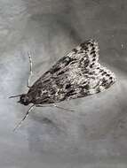 Eudonia truncicolella Stainton 1849的圖片