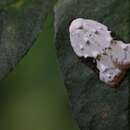 Image of Acleris takeuchii Razowski & Yasuda 1964