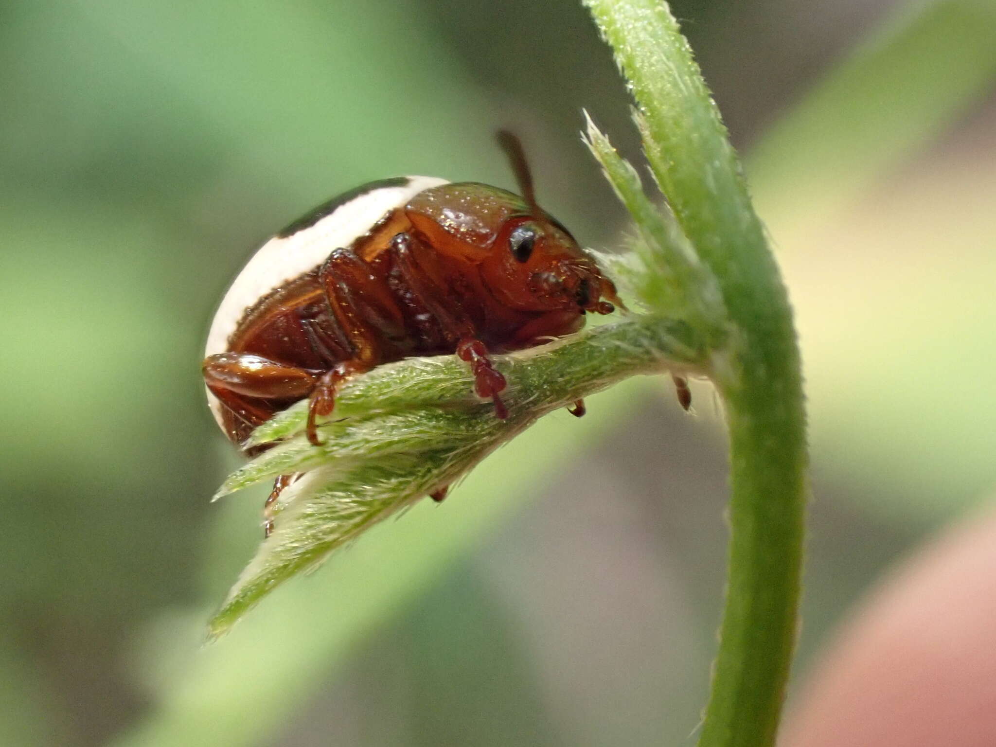 Image of Calligrapha (Bidensomela) bidenticola Brown 1945