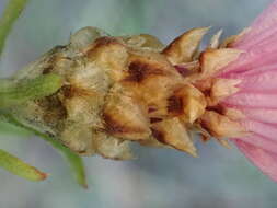 Image of Centaurea jacea subsp. timbalii (Martrin-Donos) Br.-Bl.