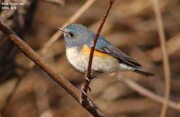 Image of Orange-flanked Bush-Robin